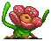 rafflesia