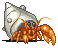 tropicalhermitcrab