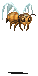 queenbee